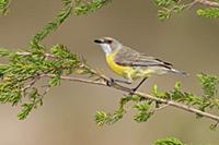 White-throated Gerygone