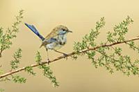 Superb Fairywren