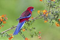 Crimson Rosella