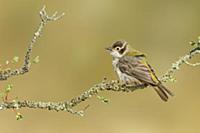 Brown-headed Honeyeater (Melithreptus brevirostris