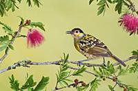 Macleay's Honeyeater