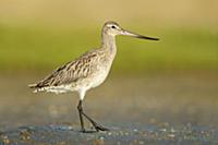 Bar-tailed Godwit (Limosa lapponica), Queensland, 