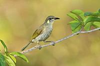 Yellow-spotted Honeyeater (Meliphaga notata), Quee