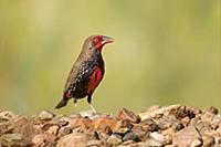 Painted Firetail (Emblema pictum) male, Northern T