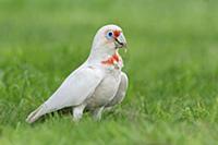 Long-billed Corella