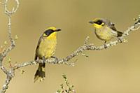 Yellow-tufted Honeyeater (Lichenostomus melanops) 