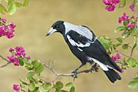 Australian Magpie (Gymnorhina tibicen), Victoria, 