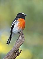Scarlet Robin