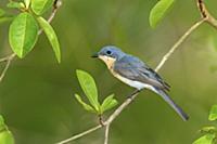 Leaden Flycatcher (Myiagra rubecula) female, Queen