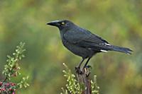 Black Currawong (Strepera fuliginosa), Tasmania, A
