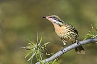 Spiny-cheeked Honeyeater (Acanthagenys rufogularis