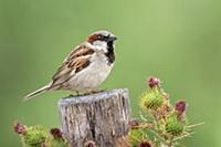 House Sparrow (Passer domesticus) male, Victoria, 