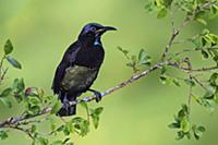 Victoria's Riflebird