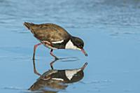 Red-kneed Dotterel (Erythrogonys cinctus) foraging