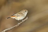 Chestnut-rumped Thornbill (Acanthiza uropygialis),