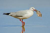 Silver Gull