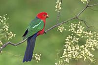 Australian King Parrot