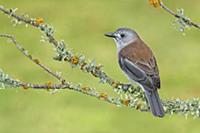 Grey Shrikethrush