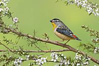 Spotted Pardalote