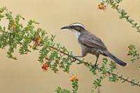 White-browed Babbler