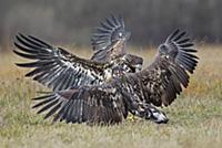 White-tailed Eagle (Haliaeetus albicilla) juvenile