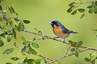 Spectacled Monarch