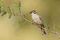 Brown-headed Honeyeater (Melithreptus brevirostris