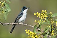Restless Flycatcher (Myiagra inquieta), Victoria, 
