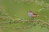 Brown Thornbill