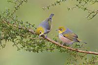 Silvereye