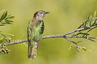 Shining Bronze-Cuckoo (Chrysococcyx lucidus), Vict