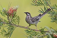 Red Wattlebird