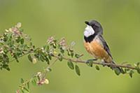 Rufous Whistler (Pachycephala rufiventris) male ca