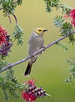 White-plumed Honeyeater