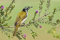 Blue-faced Honeyeater