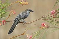 Little Wattlebird