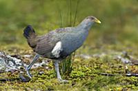 Tasmanian Native-hen (Tribonyx mortierii), Tasmani