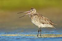 Bar-tailed Godwit (Limosa lapponica) calling, Quee