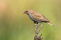 Painted Firetail (Emblema pictum) female, Northern