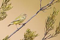 Weebill (Smicrornis brevirostris), Northern Territ