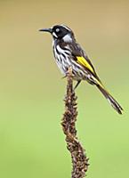 New Holland Honeyeater (Phylidonyris novaehollandi