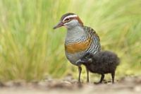 Buff-banded Rail (Gallirallus philippensis) mother