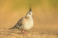 Crested Pigeon (Ocyphaps lophotes), Northern Terri
