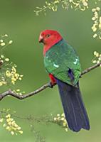 Australian King Parrot