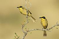 Yellow-tufted Honeyeater (Lichenostomus melanops) 