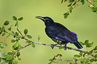 Victoria's Riflebird