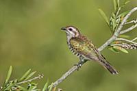 Horsfield's Bronze-Cuckoo (Chrysococcyx basalis), 