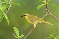Yellow Honeyeater (Lichenostomus flavus), Queensla