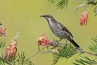 Little Wattlebird