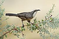 Grey-crowned Babbler